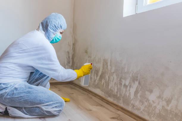Licensed Mold Removal service in Lyndhurst, VA - WQB Mold Removal