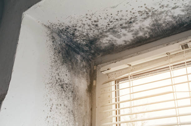 Affordable Mold Removal solutions in Lyndhurst, VA
