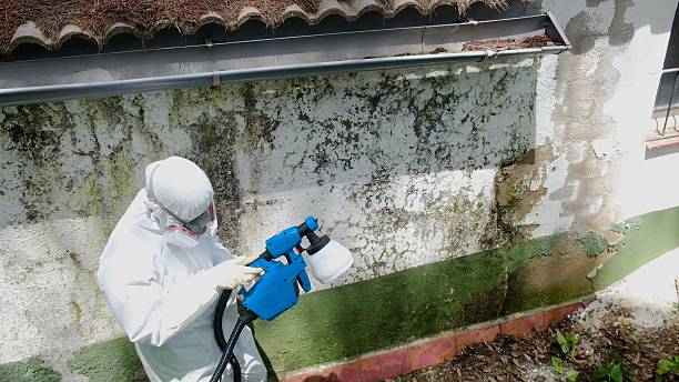 Top rated local Mold Removal specialists in Lyndhurst, VA